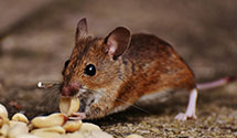 hospital-and-healthcare-facility-pest-management Experts in Mount Gretna